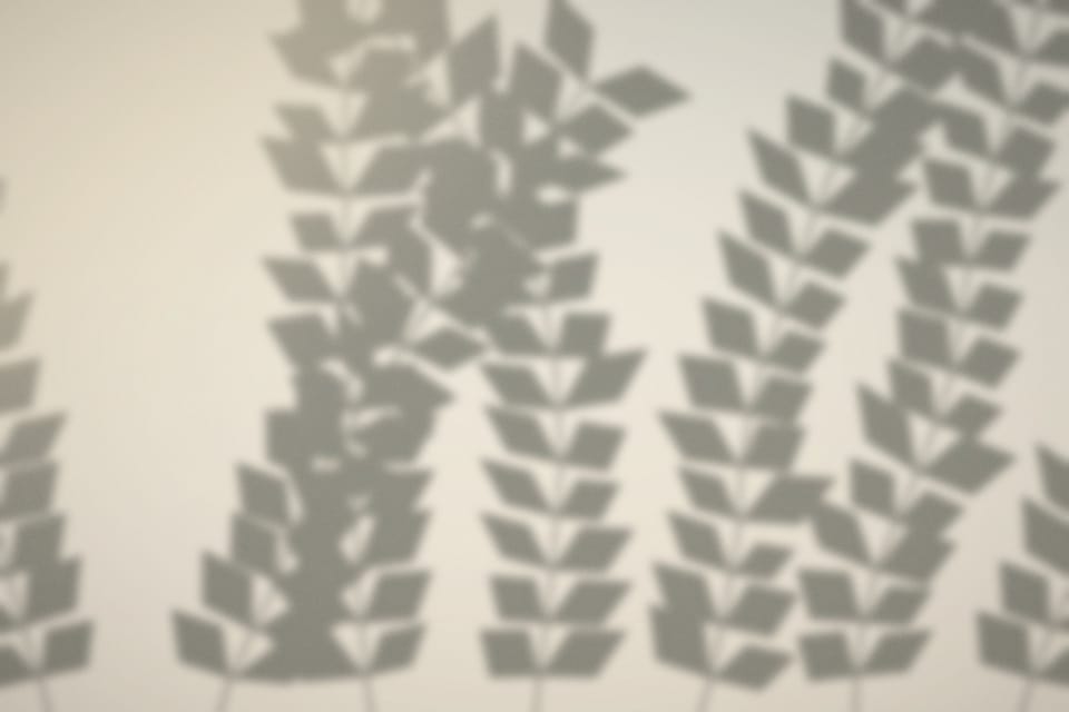 Soft shadows of leaves across a pale wall